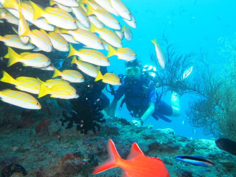 maldive diving